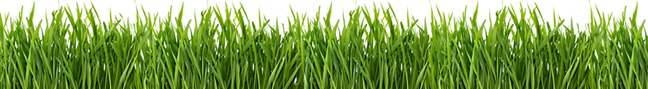 Lawn Care Services