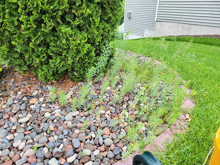 Weeding Service Centerville, MN