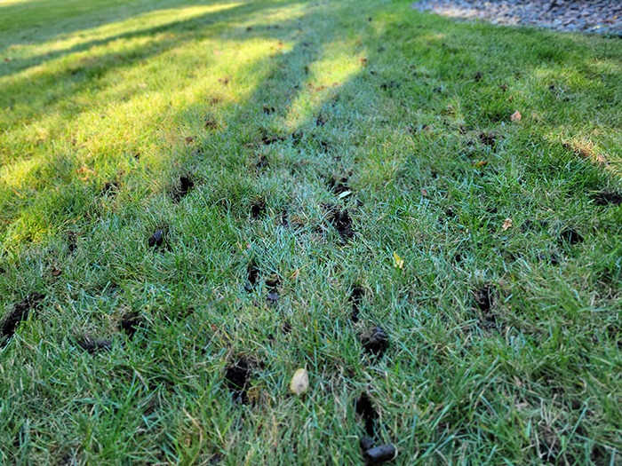 Core Aeration New Hope, MN